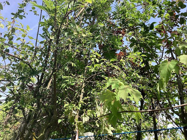 Groene sierappel - laanboom (2x) - afbeelding 1 van  2
