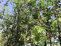 Groene sierappel - laanboom (2x) - afbeelding 1 van  2
