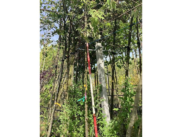 Groene sierappel - laanboom (2x) - afbeelding 2 van  2