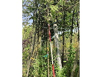 Groene sierappel - laanboom (2x) - afbeelding 2 van  2
