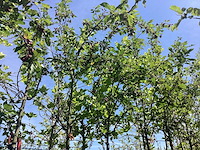 Groene sierappel - laanboom - afbeelding 1 van  2