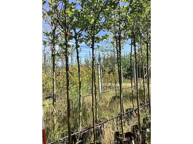 Groene sierappel - laanboom - afbeelding 2 van  2