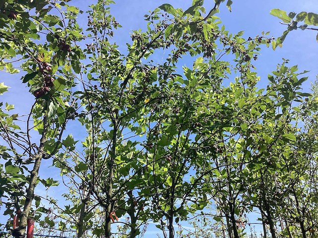 Groene sierappel - laanboom - afbeelding 2 van  2