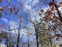 Groene sierappel - laanboom