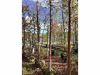 Groene sierappel - laanboom