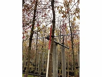 Groene sierappel - laanboom