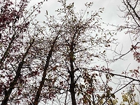 Groene sierappel - laanboom