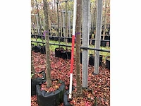 Groene sierappel - laanboom