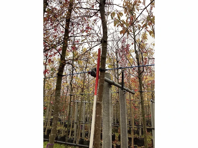 Groene sierappel - laanboom - afbeelding 1 van  1