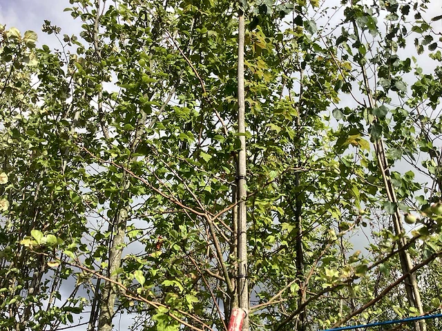 Groene sierappel - laanboom - afbeelding 1 van  2