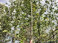 Groene sierappel - laanboom