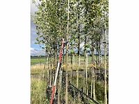 Groene sierappel - laanboom - afbeelding 2 van  2