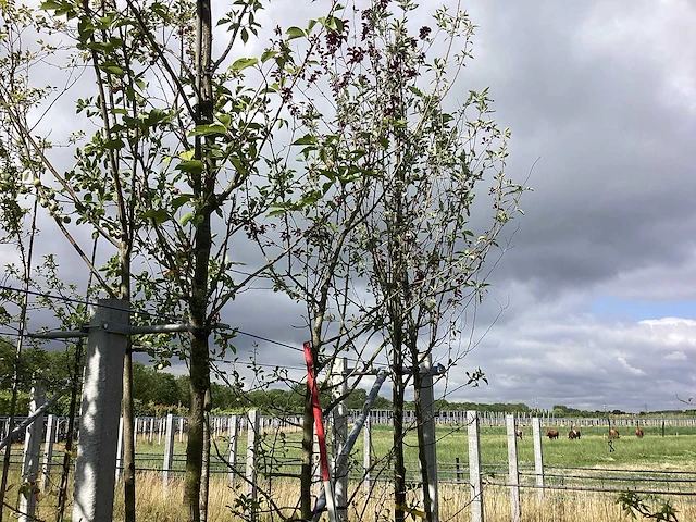 Groene sierappel - laanboom - afbeelding 1 van  2