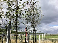 Groene sierappel - laanboom