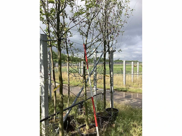 Groene sierappel - laanboom - afbeelding 2 van  2