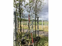 Groene sierappel - laanboom - afbeelding 2 van  2
