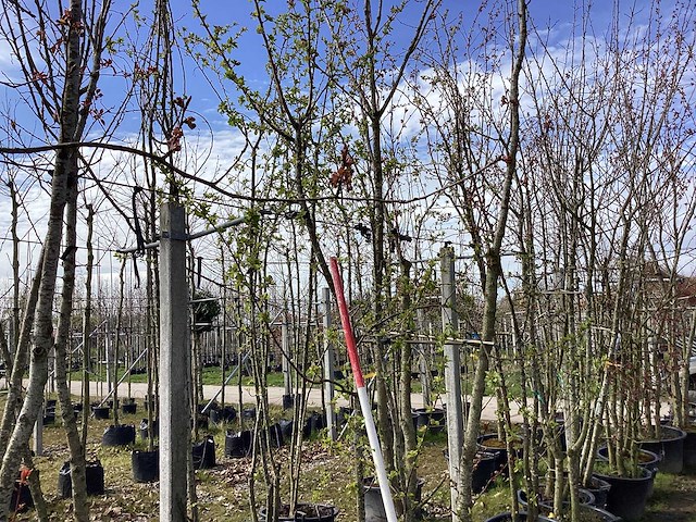 Groene sierappel - meerstammige boom - afbeelding 1 van  2