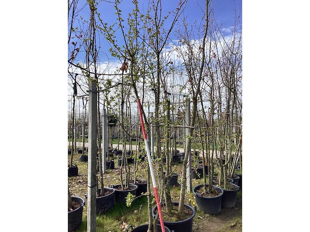 Groene sierappel - meerstammige boom - afbeelding 2 van  2