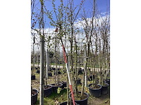 Groene sierappel - meerstammige boom - afbeelding 2 van  2