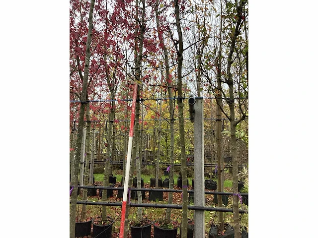 Groene sierappel - parkboom - afbeelding 1 van  1