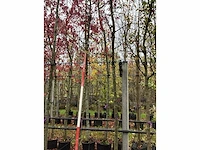 Groene sierappel - parkboom