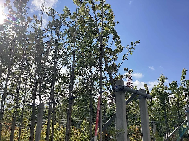 Groene sierappel - parkboom - afbeelding 2 van  2