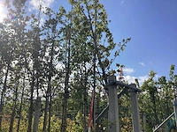 Groene sierappel - parkboom