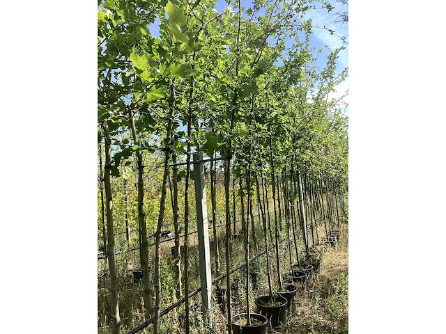 Groene sierappel - sierbomen (6x) - afbeelding 1 van  2