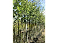 Groene sierappel - sierboom (10x) - afbeelding 1 van  2