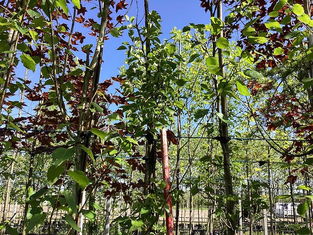 Groene sierappel - sierboom (2x) - afbeelding 1 van  3
