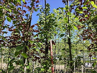 Groene sierappel - sierboom (2x) - afbeelding 1 van  3
