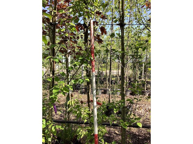 Groene sierappel - sierboom (2x) - afbeelding 2 van  3
