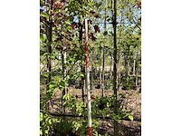 Groene sierappel - sierboom (2x) - afbeelding 2 van  3