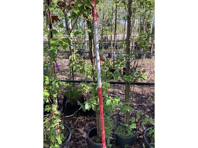 Groene sierappel - sierboom (2x) - afbeelding 3 van  3