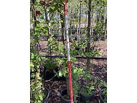 Groene sierappel - sierboom (2x) - afbeelding 3 van  3