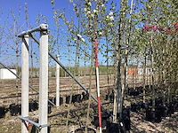 Groene sierappel - sierboom - afbeelding 1 van  2