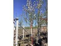 Groene sierappel - sierboom - afbeelding 2 van  2