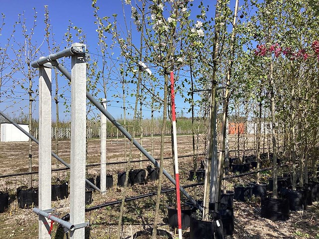 Groene sierappel - sierboom - afbeelding 1 van  2