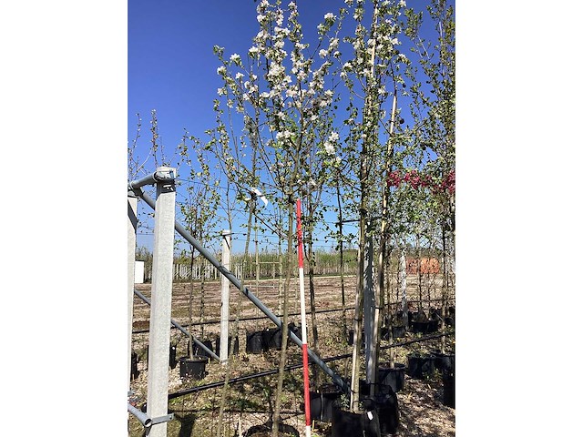 Groene sierappel - sierboom - afbeelding 2 van  2