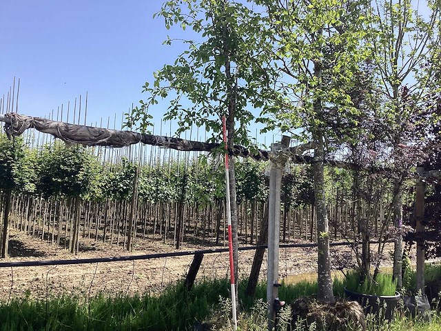 Groene sierappel - sierboom - afbeelding 1 van  2