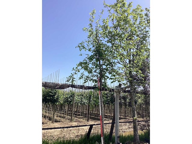 Groene sierappel - sierboom - afbeelding 2 van  2
