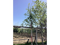 Groene sierappel - sierboom - afbeelding 2 van  2