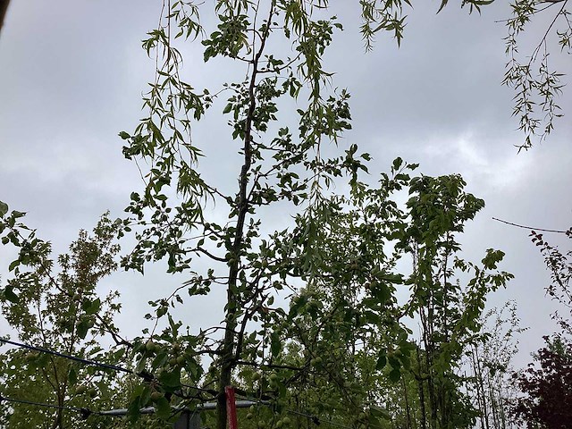Groene sierappel - sierboom - afbeelding 1 van  2