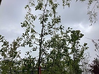 Groene sierappel - sierboom - afbeelding 1 van  2