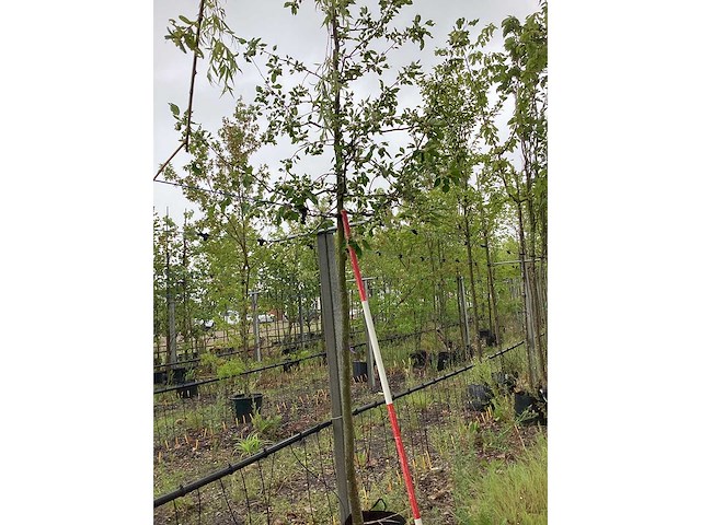 Groene sierappel - sierboom - afbeelding 2 van  2