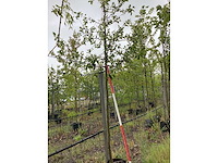 Groene sierappel - sierboom - afbeelding 2 van  2
