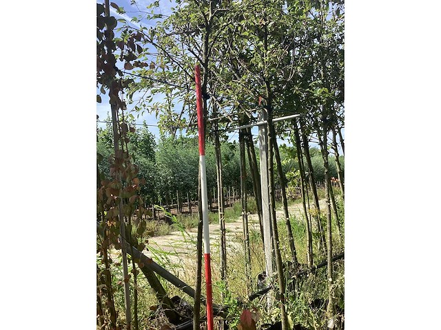 Groene sierappel - sierboom - afbeelding 3 van  3