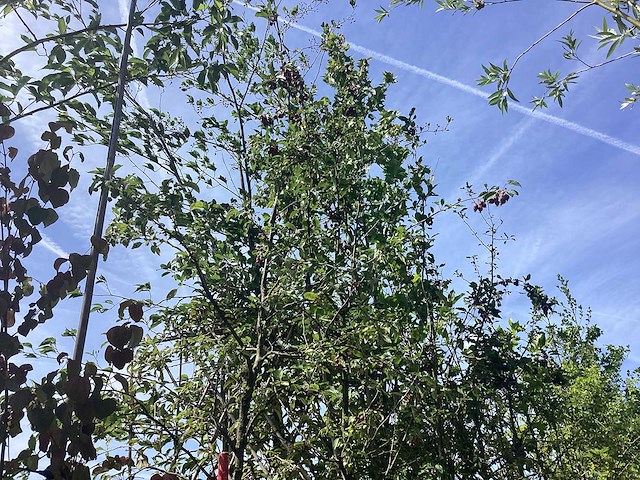 Groene sierappel - sierboom - afbeelding 2 van  2