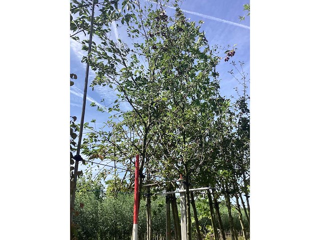 Groene sierappel - sierboom - afbeelding 3 van  3