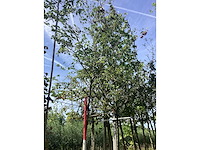 Groene sierappel - sierboom - afbeelding 3 van  3